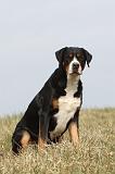 GRAND BOUVIER SUISSE 073